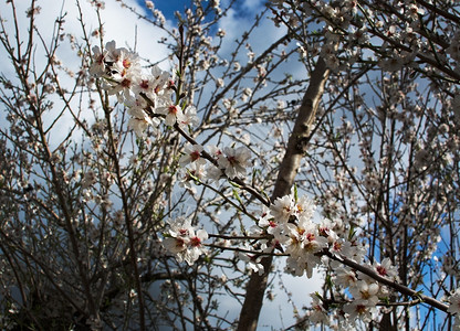 狂喜蓝色的盛开杏仁树马略卡岛2月西班牙巴利阿里群岛马略卡的蓝天乡村景观中盛开的杏仁树神圣图片