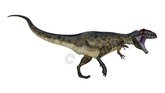 生物恐龙在白色背景中行走和咆哮3D变成恐怖龙的咆哮3D化作DD科学动物图片