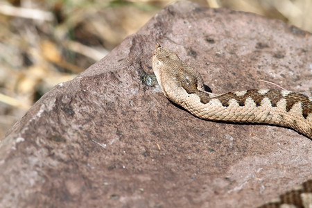 动物有角的跨多瑙河毒蛇Vipera尾巴在岩石上烘烤图片