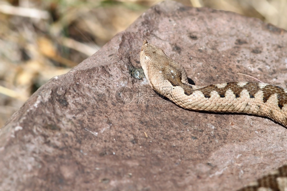 动物有角的跨多瑙河毒蛇Vipera尾巴在岩石上烘烤图片