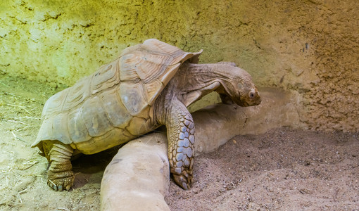 攀登成熟在非洲沙漠的热带陆地海龟中关闭了一只非洲激起的乌龟它们都是脆弱的动物种肖像图片