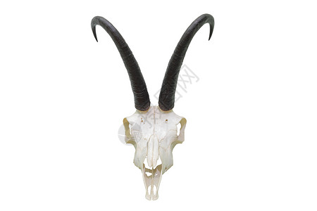 有鹿角的孤立在白色背景Rupicapra头骨上的白底猎羊奖杯游戏白色的图片