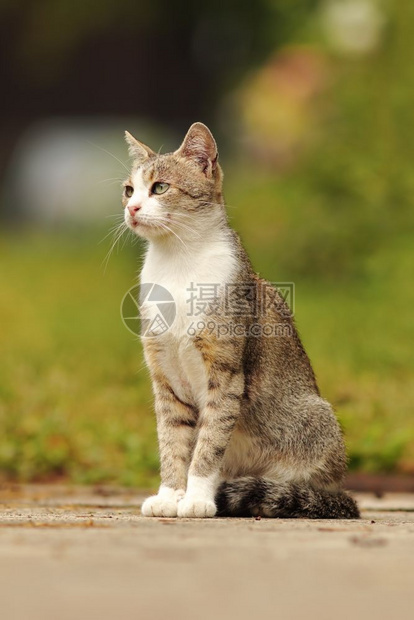 站在小巷的花园里站立在行人小巷上好奇的虎斑猫动物图片