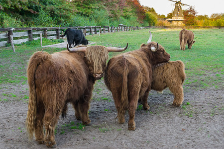 野生动物场地团结高山牛家族肖像高地牛群一起站在草地上图片