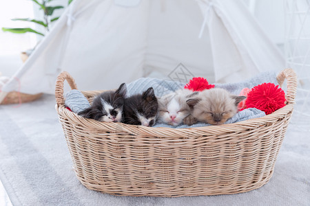 品种猫咪蓬松的一群百塞小猫睡在篮子上图片