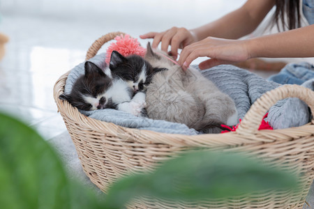 眼睛哺乳动物可爱的一群百塞小猫睡在篮子上图片