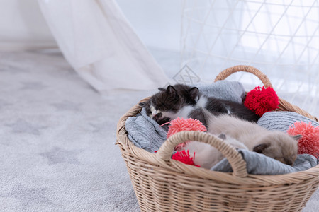 警报一群百塞小猫睡在篮子上长发白色的图片