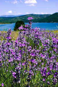 风景优美保加利亚紫色盛开的熏衣草地法国本图片