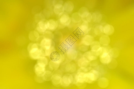 圆黄色模糊背景坡度网络花图片