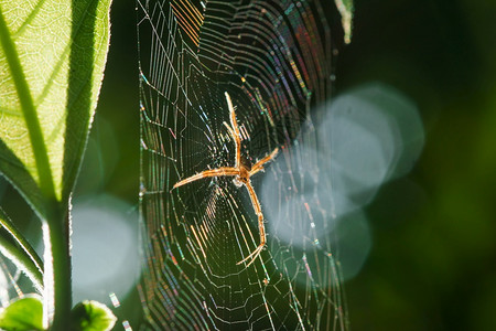 雷迪乌斯多颜色的蜘蛛是编织纤维捕捉大自然中的昆虫丰富多彩针织图片