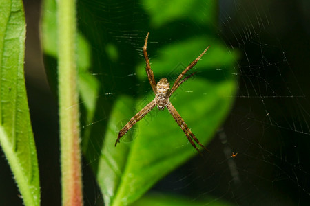 杂色有多颜的蜘蛛是编织纤维捕捉大自然中的昆虫独特图片