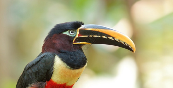 动物园科学的翅膀在厄瓜多尔阿马松地区常见名Picholingo科学名称PteroglossusCastanotis图片