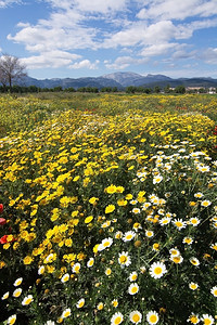 4月初在西班牙马洛卡巴利阿里群岛的马洛卡来里加和莱卡以红色绿和黄田以及特拉蒙塔纳山脉为盛开的春天地貌四月初田园开花海滩图片