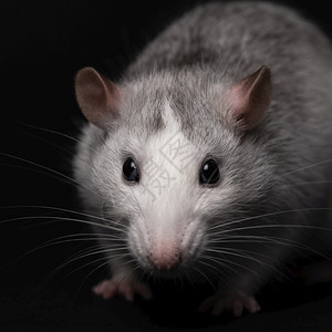 眼睛口毛茸灰色老鼠肖像孤立在黑色背景啮齿动物宠家养老鼠特写长尾巴的老鼠正在看着相机灰色老鼠肖像孤立在黑色背景图片