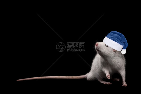 穿着蓝圣诞帽子的小毛白老鼠孤立在黑色背景上红皮肤宠物养猪整条内脏老鼠紧贴近身老鼠正在看着摄影机年轻有趣的灰色老鼠在蓝圣诞帽子上害图片