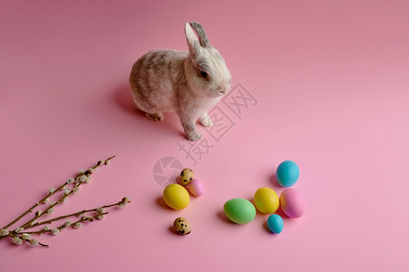 兔子和彩色装饰背景图片