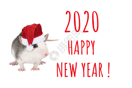 圣诞帽子中年轻有趣的灰老鼠肖像孤立在白色背景上红袜宠物新年快乐卡片轻的滑稽灰老鼠画像白帽子中的小笑脸灰老鼠画像孤立在白色背景上的图片