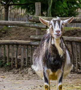 荷兰语白色和灰的公山羊有胡子的牛白奶山颜色变化农场动物大胡子图片