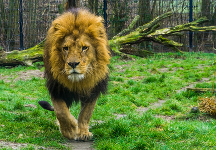 常设步行一只雄狮向着摄像机走来热门动物来自非洲的脆弱动物种近距离靠一只雄狮子传统图片