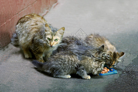 猫无家可归的和小正在吃动物饲料猫保护它们屋照片肉食动物图片