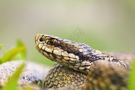 女毒蛇的宏观肖像饥饿的草地添加剂最稀有的欧洲蛇之一Viperaursiniirakosiensis秤丰富多彩的图片