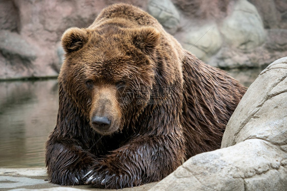 棕色的动物群外套堪察加棕熊Ursusarctosberingianus棕色毛皮大衣危险和攻击动物来自俄罗斯的大型哺乳动物堪察加棕图片