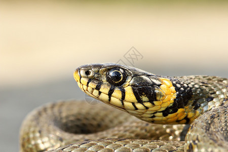 草蛇头上的黄斑点Natrixnatrix捕食者爬虫黄色的图片
