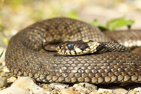 无毒Natrixnatrix在自然栖息地晒太阳常见的欧洲草蛇肖像爬虫学图片
