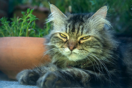 一只躺着的波斯猫肖像长发灰色可爱而有趣明亮的黄色眼睛看着摄像机柔软的波斯语哺乳动物图片