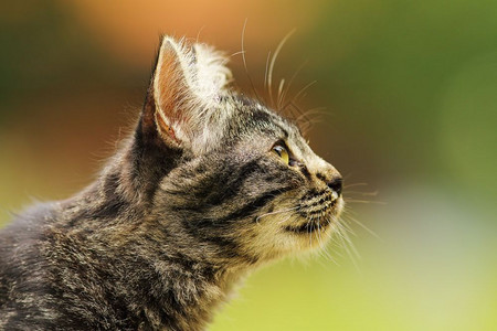 为了漂亮的美丽可爱条纹奇特小猫肖像带有文字空间的头部剖面视图图片