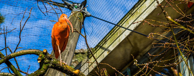 鸟科坐在一棵树上来自美洲和加勒比的热带鸟儿们而欧多西姆斯图片