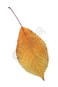 金黄色秋符号美丽的淡色樱桃叶白的和色分开丰富多彩叶子季节图片