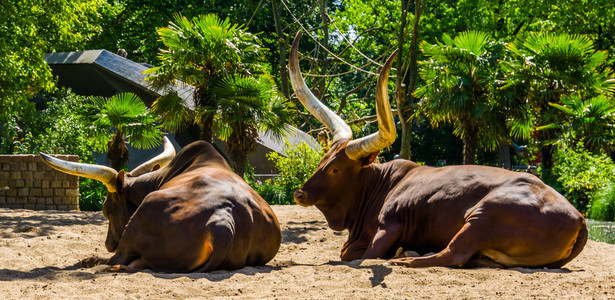 配种躺在地上的一对安可瓦图西人流行的牛群以巨大角繁殖美国宽图片
