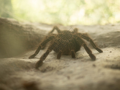 白色的节肢动物巨型Tarantula蜘蛛躺在农场的玻璃壁橱里威胁图片