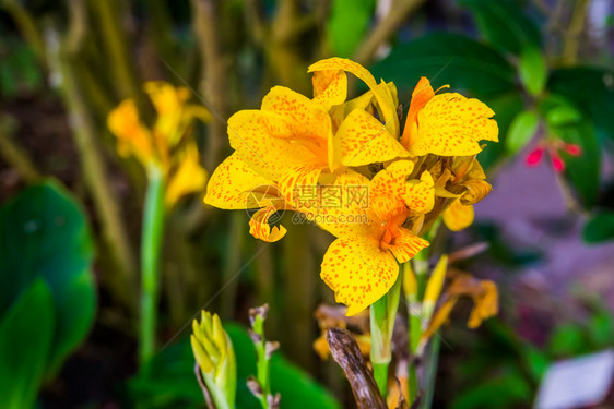 受欢迎的来自亚洲美和非的一个印地安射杀植物热带品种的美丽黄色花朵的亚洲人图片