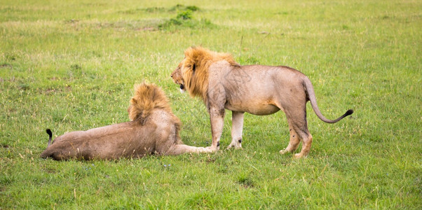 肖像几头大狮子在肯尼亚的大草原上互相表达情感两只大狮子在肯尼亚的大草原上互相表达情感哺乳动物野生图片