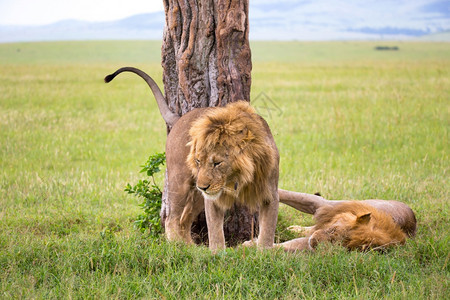 几头大狮子在肯尼亚的大草原上互相表达情感两只大狮子在肯尼亚的大草原上互相表达情感萨凡纳美丽的肉食动物图片