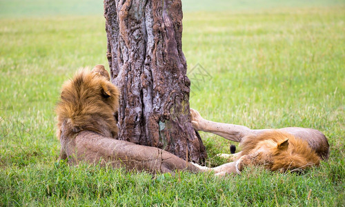 几头大狮子在肯尼亚的大草原上互相表达情感两只大狮子在肯尼亚的大草原上互相表达情感动物自然每个图片