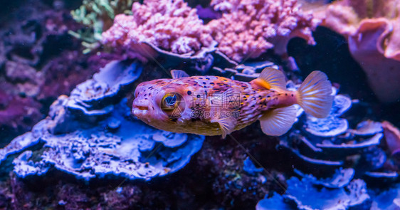 大西洋气球纤细的关闭在水族馆游泳的一头雀斑豪猪鱼这是来自亚特兰海的热带鱼类图片