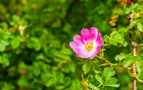 粉红日本玫瑰盛开流行的装饰花园植物自然背景等大型巨集园艺栽培春天图片