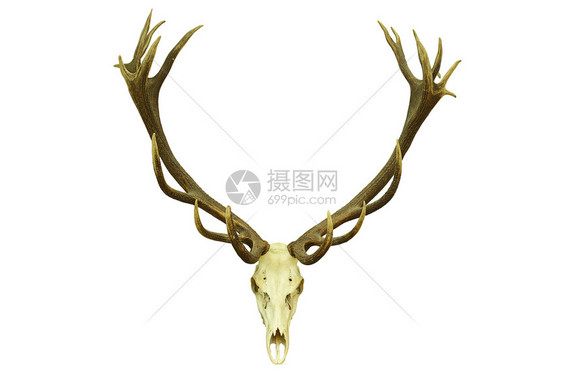死的降压红鹿捕猎奖杯有大型鹿角与白色背景隔绝美丽的图片