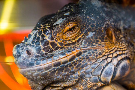 转弯橙一张美国蜥蜴的面孔详细头目来自美洲的热带爬虫类动物男图片