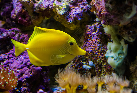 坚硬的黄色礁网鱼是水产养殖业最受欢迎的鱼类之一来自哈瓦伊的热带鱼类图片