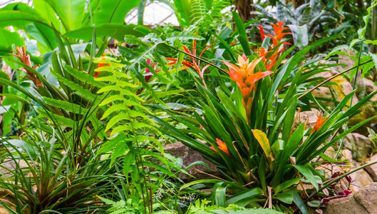花园里的凤梨属热带植物图片