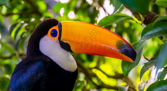 受欢迎的来自美洲热带鸟群的托科图卡人脸面部近距离剪贴肖像亚马逊养鸟业图片