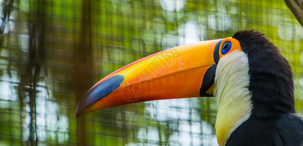 巴西人TocoToucan的帐单面对来自美国丽的热带鸟群门户14巨嘴鸟图片