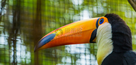 巴西人TocoToucan的帐单面对来自美国丽的热带鸟群门户14巨嘴鸟图片