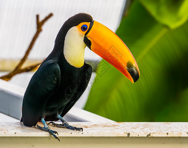 鸟舍森林物种关闭一个托科卡人流行的热带鸟类从美国种图片
