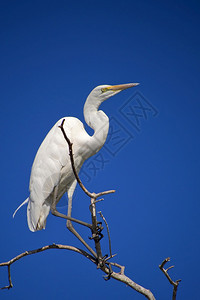 荒野生物多样鸟类学大白鹭乔贝河公园博茨瓦纳非洲图片