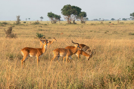 国民生态系统乌干达KobKobusthomasi乌干达公园景观图片